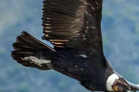 Colca Canyon Trekking 2 days