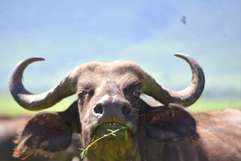 Safari di 8 giorni alla migrazione in Tanzania (Serengeti, Ngorongoro)Safari di 8 giorni in Tanzania (Serengeti, Ngorongoro)