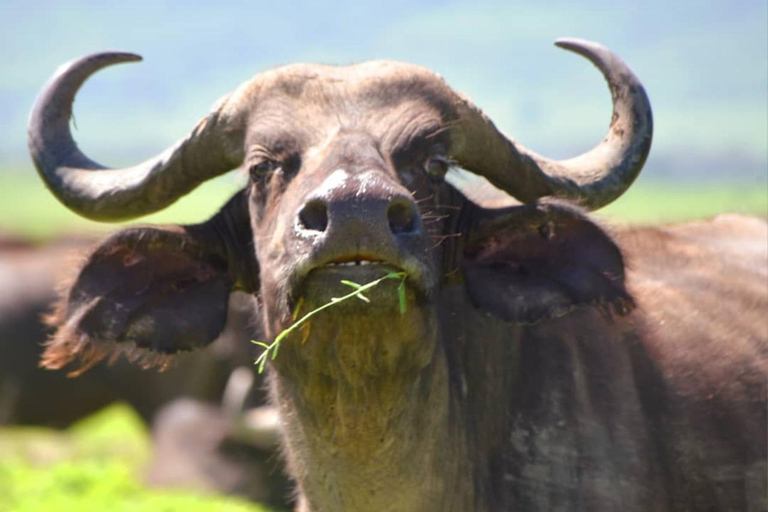 8 Days Migration Safari in Tanzania (Serengeti, Ngorongoro)