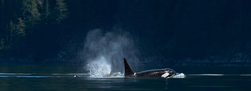 Campbell River : Excursion d'une journée d'observation des baleines et de la faune