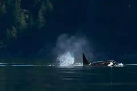 Campbell River: Whale Watching and Wildlife Viewing Day Tour