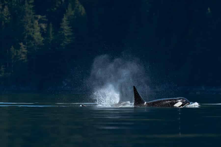 Campbell River: Whale Watching und Wildlife Viewing Tagestour. Foto: GetYourGuide