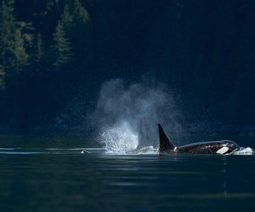 Campbell River: Whale Watching and Wildlife Viewing Day Tour