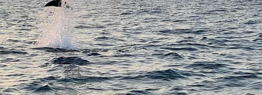 Rovinj : Excursion en hors-bord au coucher du soleil pour observer les dauphins avec boissons