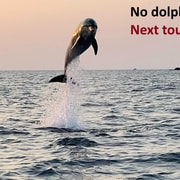 Rovinj: Dolphin Watching Sunset Speedboat Tour with Drinks