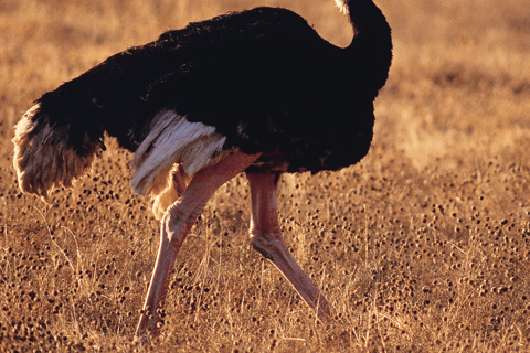 6 Tage bestes Mittelklasse-Safari-Erlebnis in Tansania