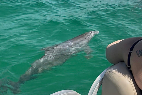 Destin: Destin Dolphin Harbor & Bay Boat Tour