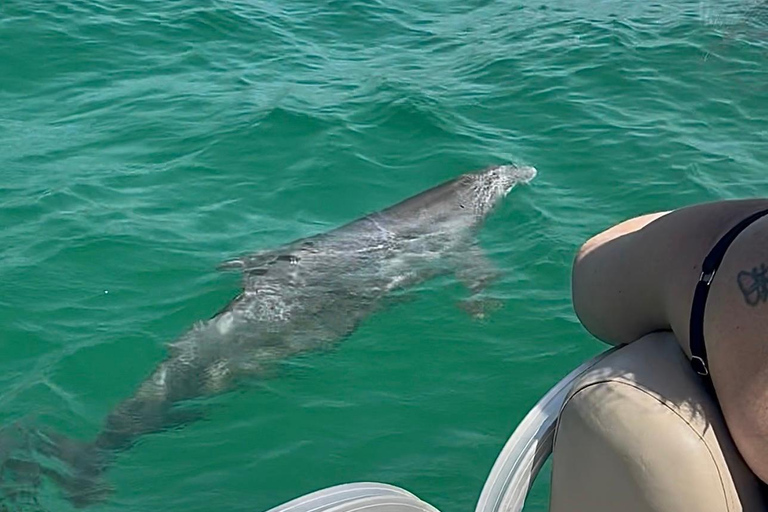 Destin: Destin Dolphin Harbor & Bay Boat Tour