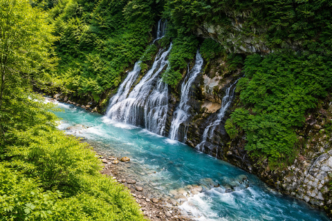 Hokkaido Summer: Furano Flower Fields & Blue Pond Photo Tour Summer Hokkaido: Colorful Flower Fields, Blue Pools, Alpaca