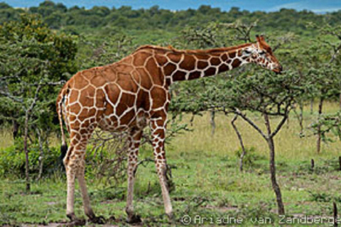 Depuis Nairobi : 3 jours dans la réserve nationale de Samburu