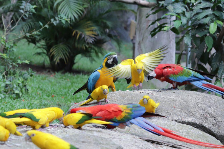 Rio de Janeiro: Bioparque and All-You-Can-Eat Pizza with Ice Cream Rio de Janeiro: Biopark and Pizza Buffet with Ice Cream