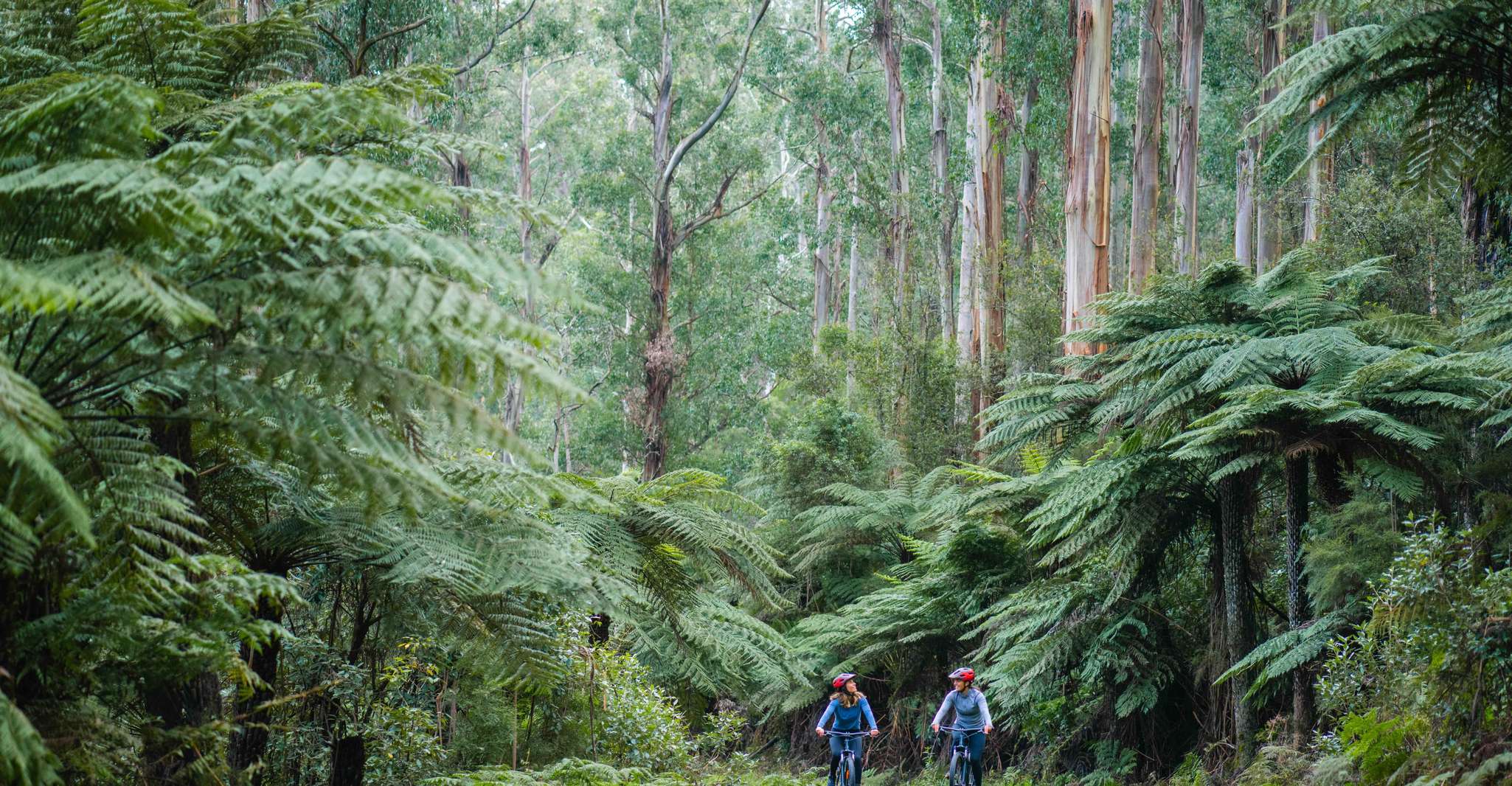 Yarra Valley, Redwood Forest Mountain Bike Adventure - Housity