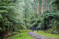 Yarra Valley, aventure de vélo de montagne Redwood Forest - Housity