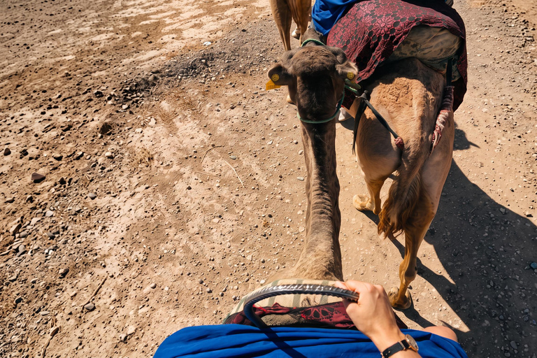 Marrakech: Palmeraie Camel Ride with Mint Tea & Pickup