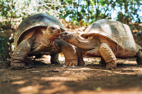 South Mauritius Tour with Crocodile Park & 23-Colored Earth