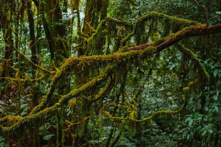  Chiang Mai : Doi Inthanon National Park Highlights