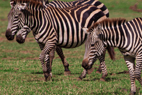 Arusha: 5-Day Great Migration Calving season Safari