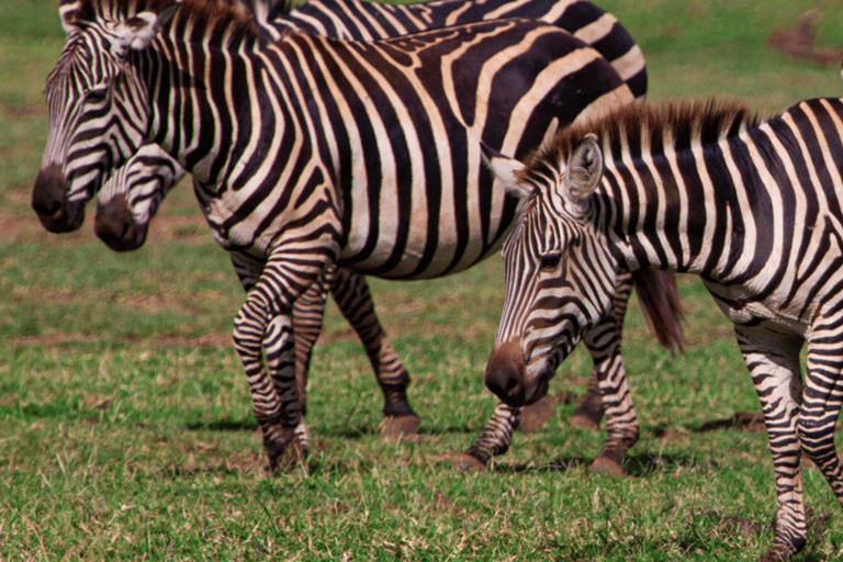 Arusha: 5-Day Great Migration Calving season Safari