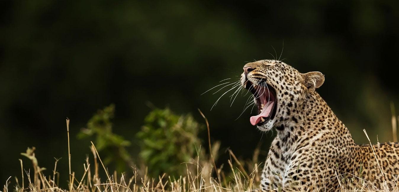 Preiswerte Tour: Eintägige Safari-Tour nach Yala & Udawalawe mit Mittagessen