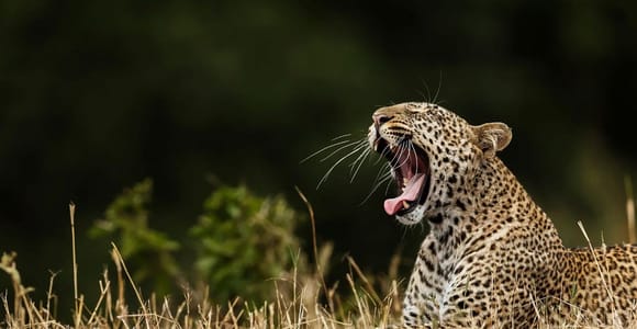 Preiswerte Tour: Eintägige Safari-Tour nach Yala & Udawalawe mit Mittagessen