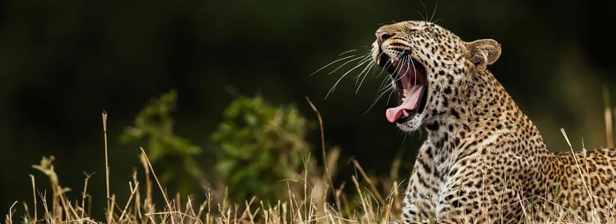 Circuit économique : excursion d'une journée à Yala et Udawalawe avec déjeuner