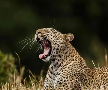 Yala National Park halve of hele dag safari