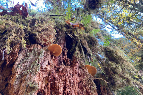 Portland: Wasserfallwanderung im Silver Falls State ParkPortland: Wanderung zu den Wasserfällen im Silver Falls State Park