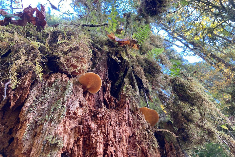 Portland: Wasserfallwanderung im Silver Falls State ParkPortland: Wanderung zu den Wasserfällen im Silver Falls State Park
