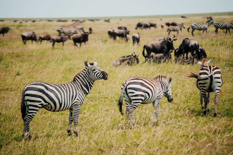 From Arusha: 6-Day Tanzania Magic Safari