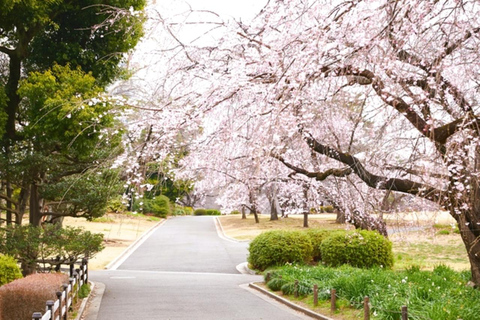 Tokyo: Shinjuku Gyoen National Garden Entry Ticket