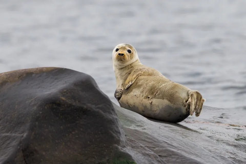 Estonia: Malusi Islands Seal-Watching Boat Trip