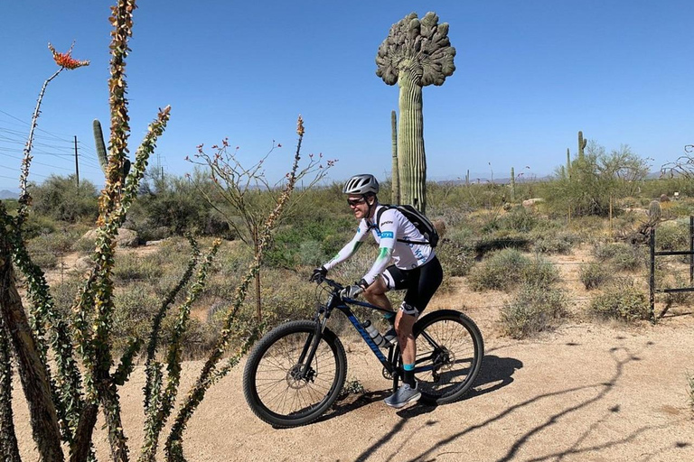 Scottsdale: Guided Mountain Bike Tour through the Desert