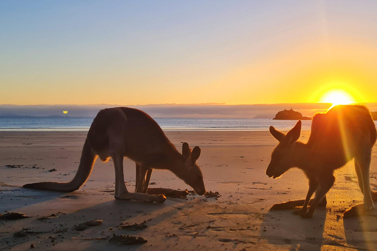 Lever de soleil avec les Kangourous et les Wallabies - Airlie Beach