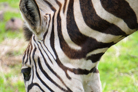Seattle: Woodland Park Zoo Wildlife Guided Tour