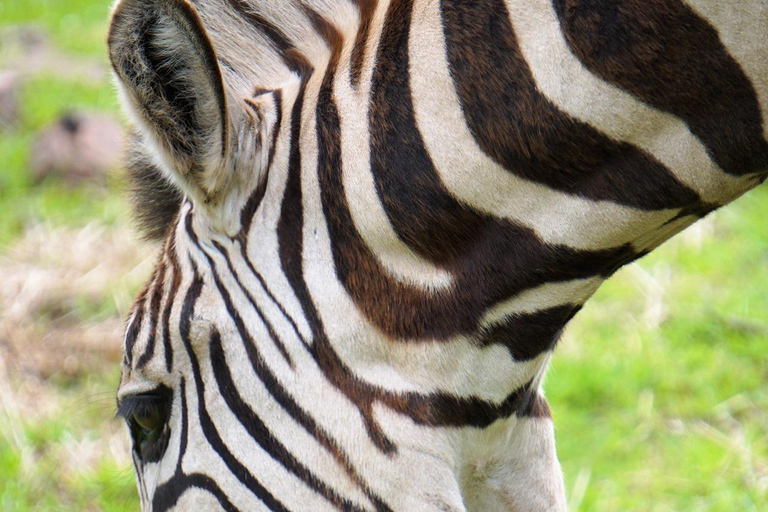 Seattle: Woodland Park Zoo Wildlife Guided Tour