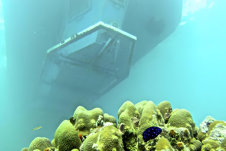 Experimenta el Emocionante Mundo Submarino del CaribeDescubre el pecio y nada con las tortugas y los peces tropicales