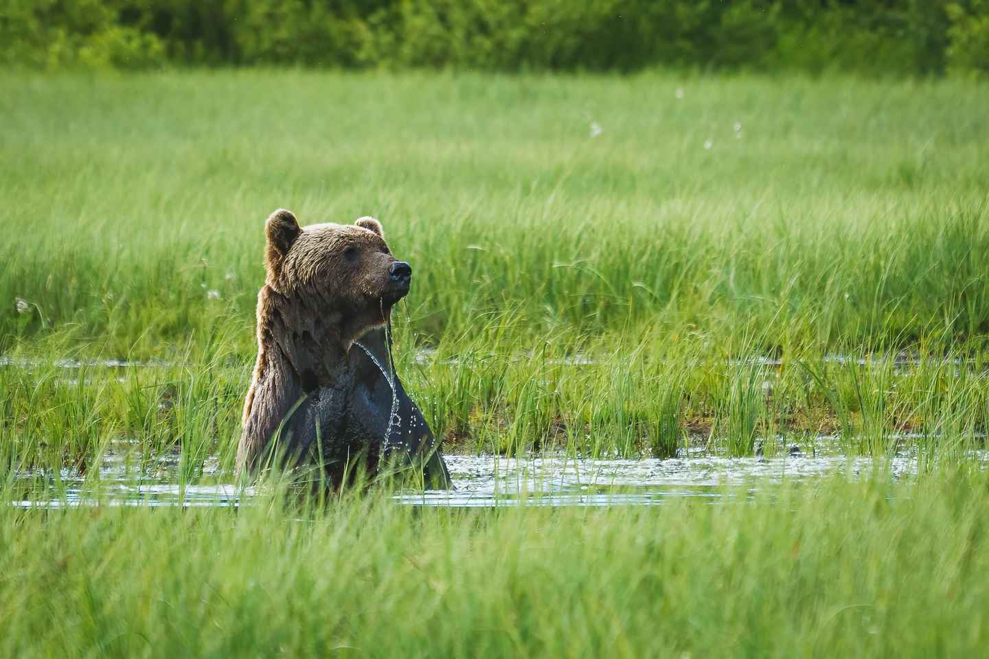 Kuusamo: Bear Watching Overnight Tour