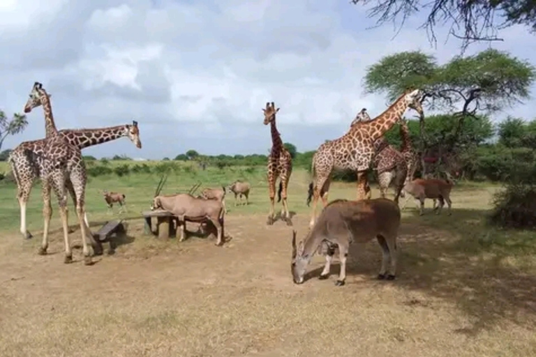 Mombasa: Half-Day Haller Park Giraffes Feeding Experience