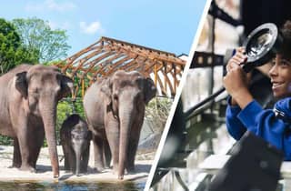Amsterdam: Artis Royal Zoo & ARTIS-Micropia Kombiticket