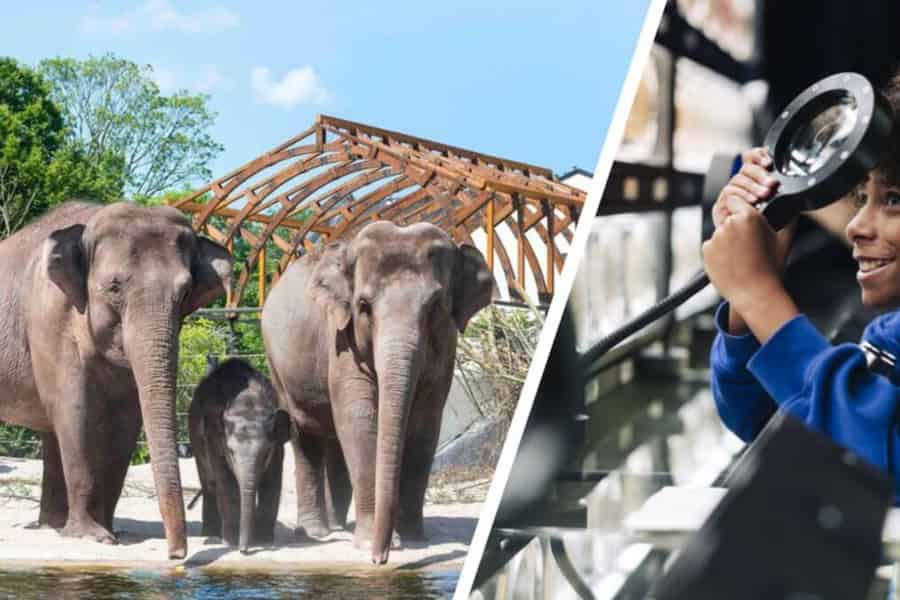 Amsterdam: Artis Royal Zoo & ARTIS-Micropia Kombiticket. Foto: GetYourGuide Amsterdam: Artis Royal Zoo & ARTIS-Micropia Kombiticket. Foto: GetYourGuide