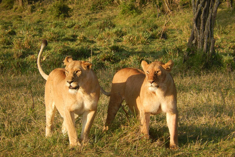 De Mombasa/Diani: Safári particular de 2 dias e 1 noite em Tsavo East