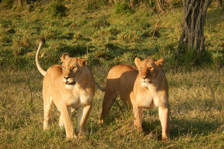 Von Mombasa/Diani: 2 Tage 1 Nacht Tsavo Ost Private Safari