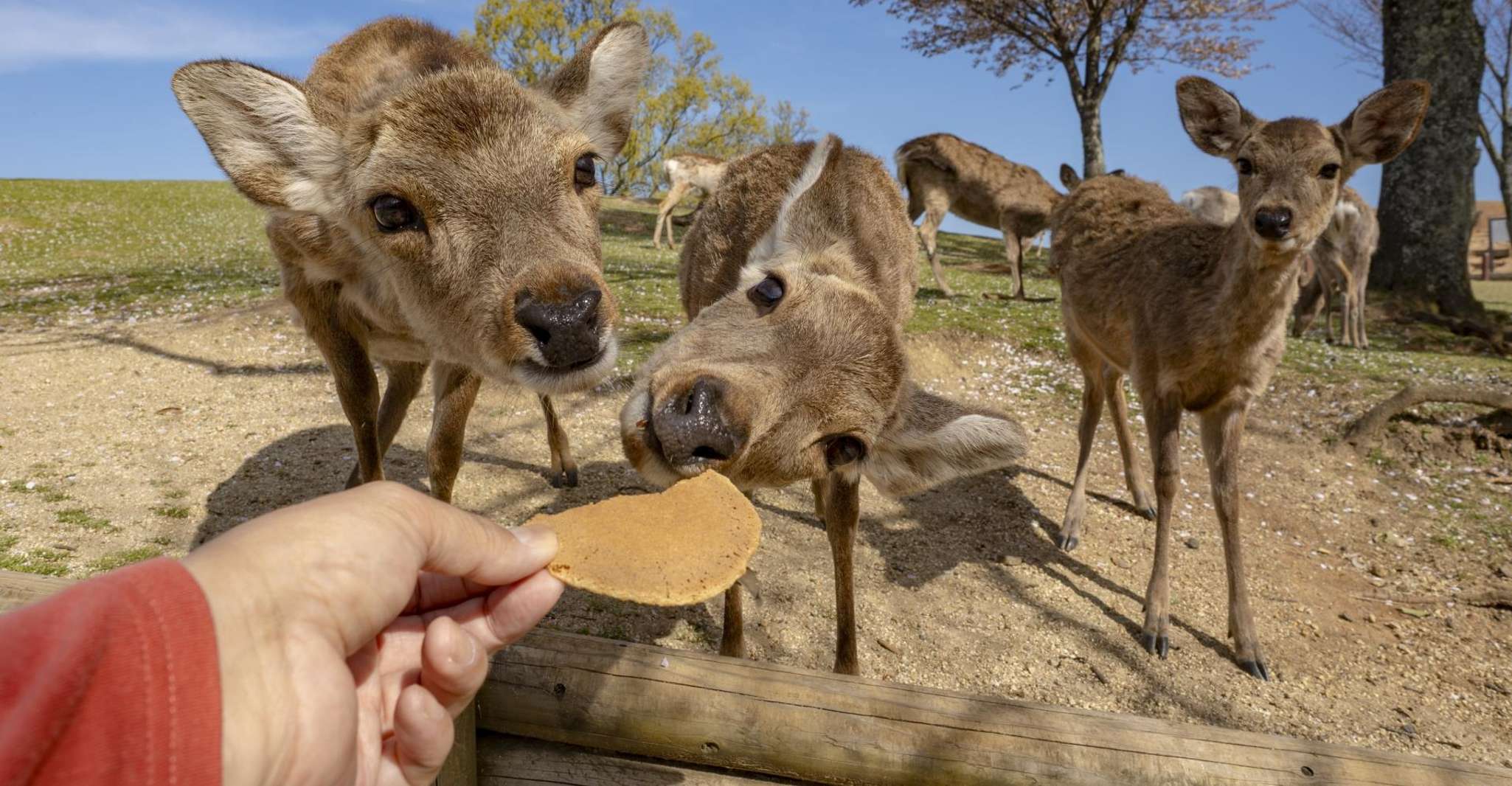 From Osaka/Kyoto: Kinkakuji, Arashiyama, FushimiInari, Nara photo 5