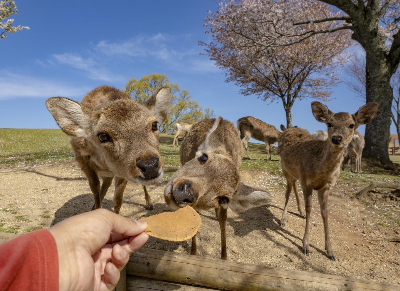 Fra Osaka/Kyoto: Kyoto og Nara 1-dags guidet tur