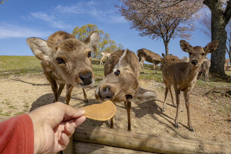 From Osaka/Kyoto: Kyoto & Nara Highlight Bus Tour with Lunch From Kyoto VIP Lounge (Meet at 8:50AM)