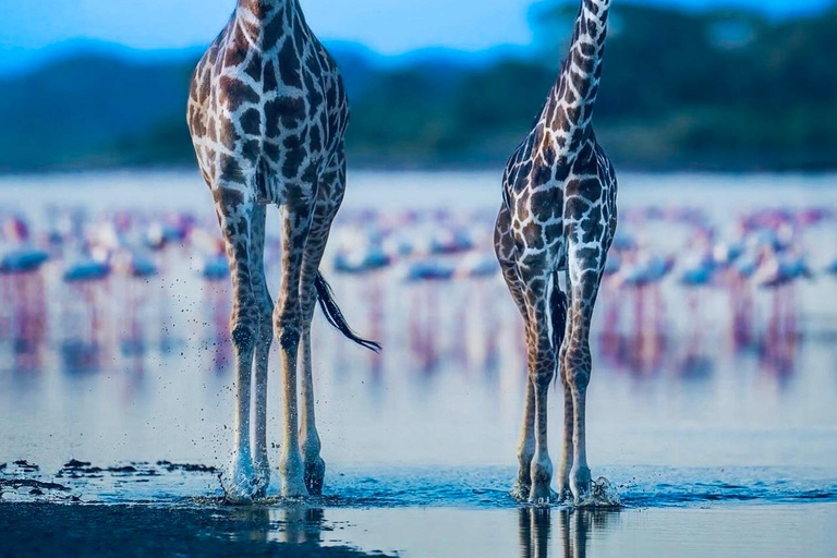 Kenya e Tanzania: Safari della Grande Migrazione di 10 giorni