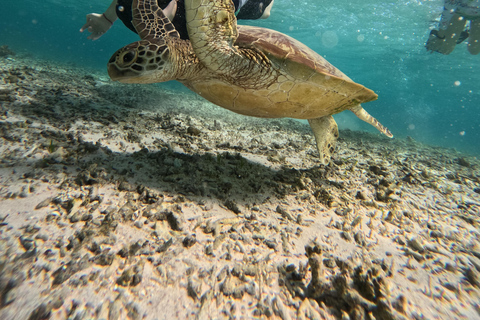 Gili Islands: Small-Group Snorkeling Tour with Photos
