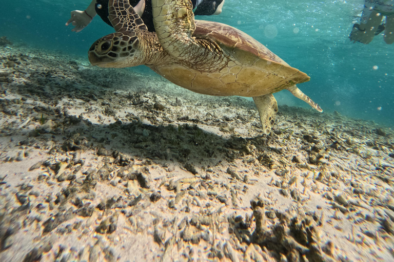 Gili Islands: Small-Group Snorkeling Tour with Photos