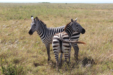 Half day Morning/afternoon tour to Nairobi National park