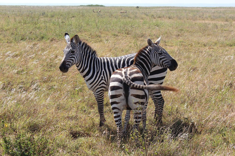 Half day Morning/afternoon tour to Nairobi National park